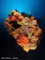   Maldivian coral reef  